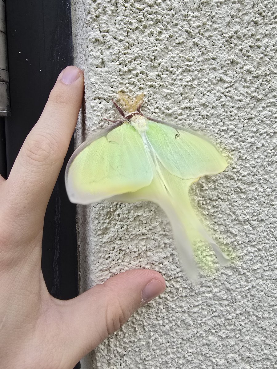 ShadowjoyMedic's tweet photo. LUNA MOTH! https://t.co/rdbL3zqS66