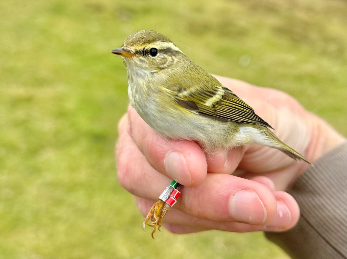 In our October issue - Look out for colour-ringed Yellow-broweds! A notice about a new colour ringing scheme for Yellow-browed Warbler in the UK <a href="/Dan_Gornall/">Daniel Gornall</a> <a href="/KaneBrides/">Kane Brides</a> <a href="/Alexander_Lees/">Alex Lees</a> 

➡️britishbirds.co.uk/journal/articl…

📸<a href="/AlexPenn_1/">Alex Penn</a>