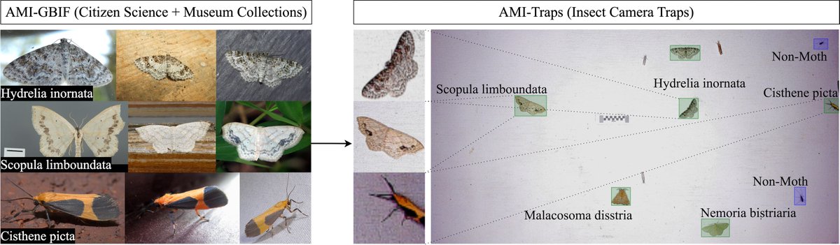 We are proud to announce the AMI Dataset, a benchmark for fine-grained insect identification in the wild - published this week at ECCV and the product of a global consortium of computer scientists and entomologists.
arxiv.org/abs/2406.12452
🧵