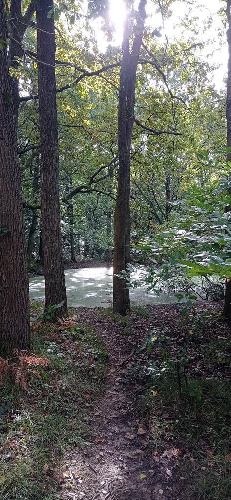 PercevalAline's tweet photo. @AlainHanel Une belle randonnée en forêt Notre Dame (94) https://t.co/hC8idkno0N