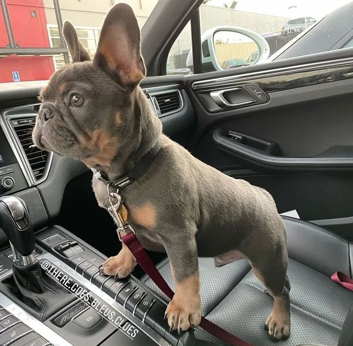 Frenchie bulldog tweet media