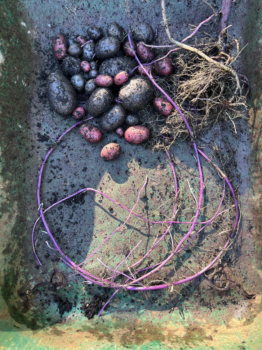 kgimson's tweet image. Even the roots of these heritage potatoes are purple. Small but tasty crop. ⁦@PotatoHouseUK⁩ seed. #gardening #food #growingfood