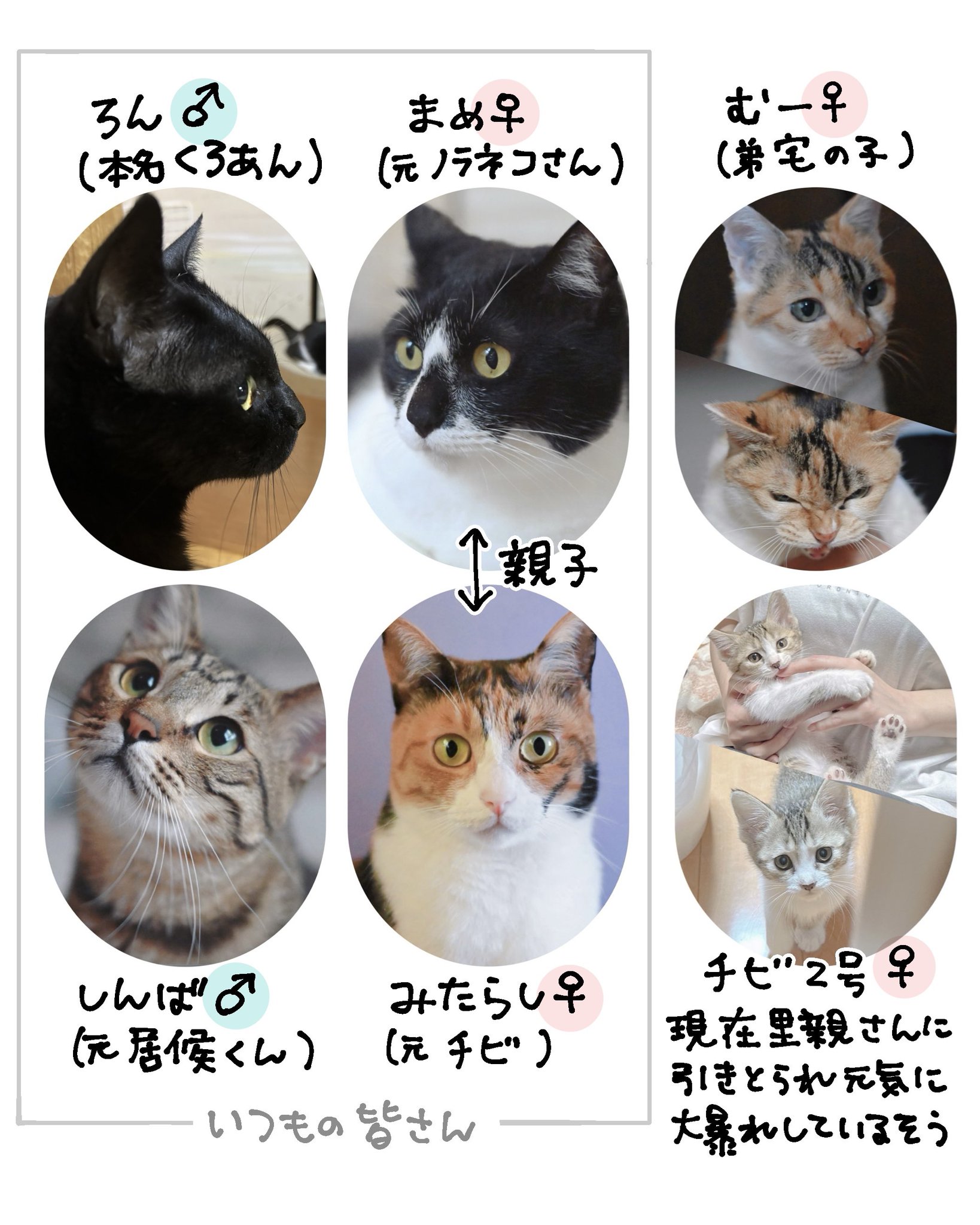 猫はかっておりません It seems like the spoiled cat was causing trouble for his