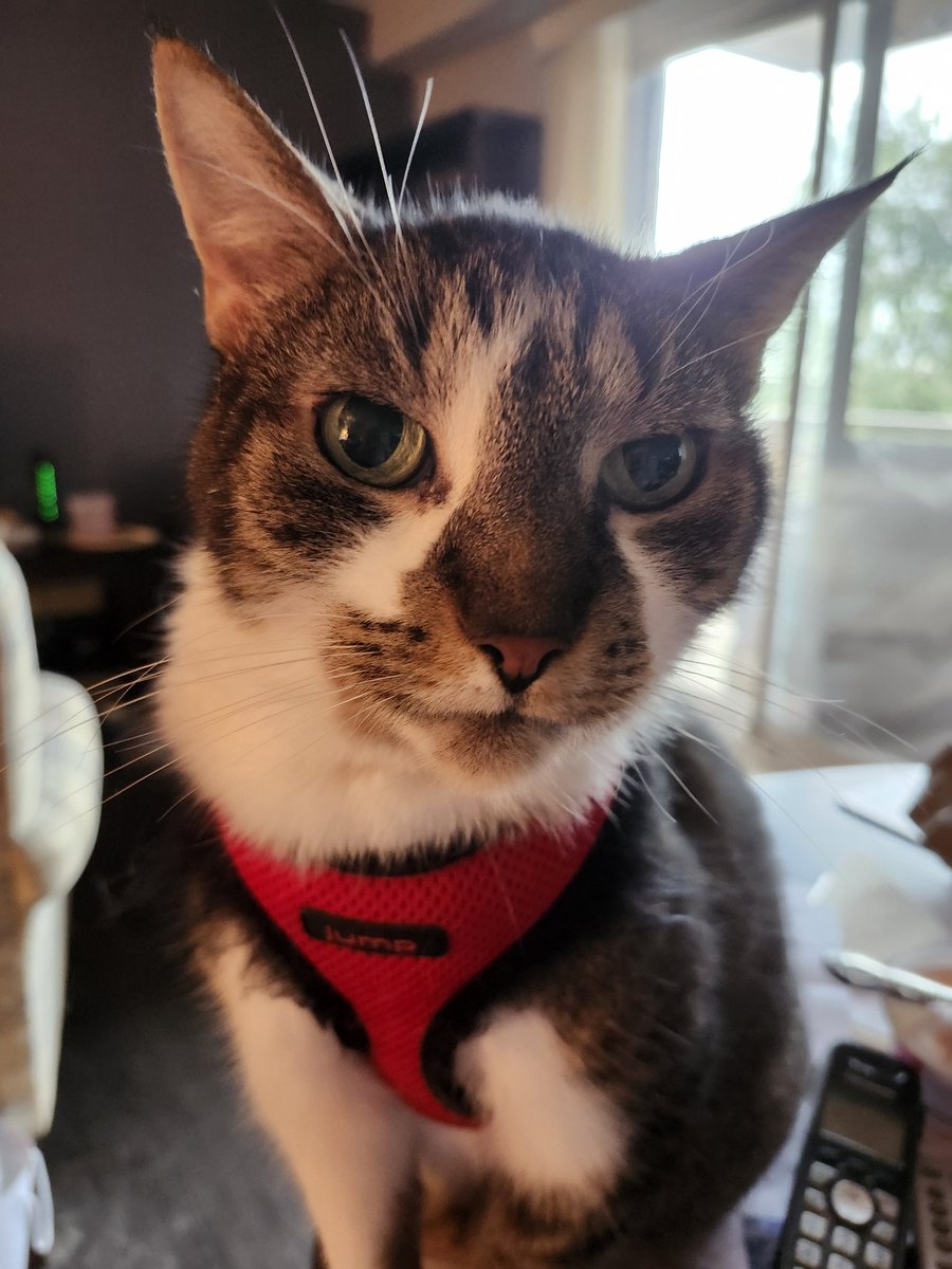 MIMI THE TABBY😺 tweet media