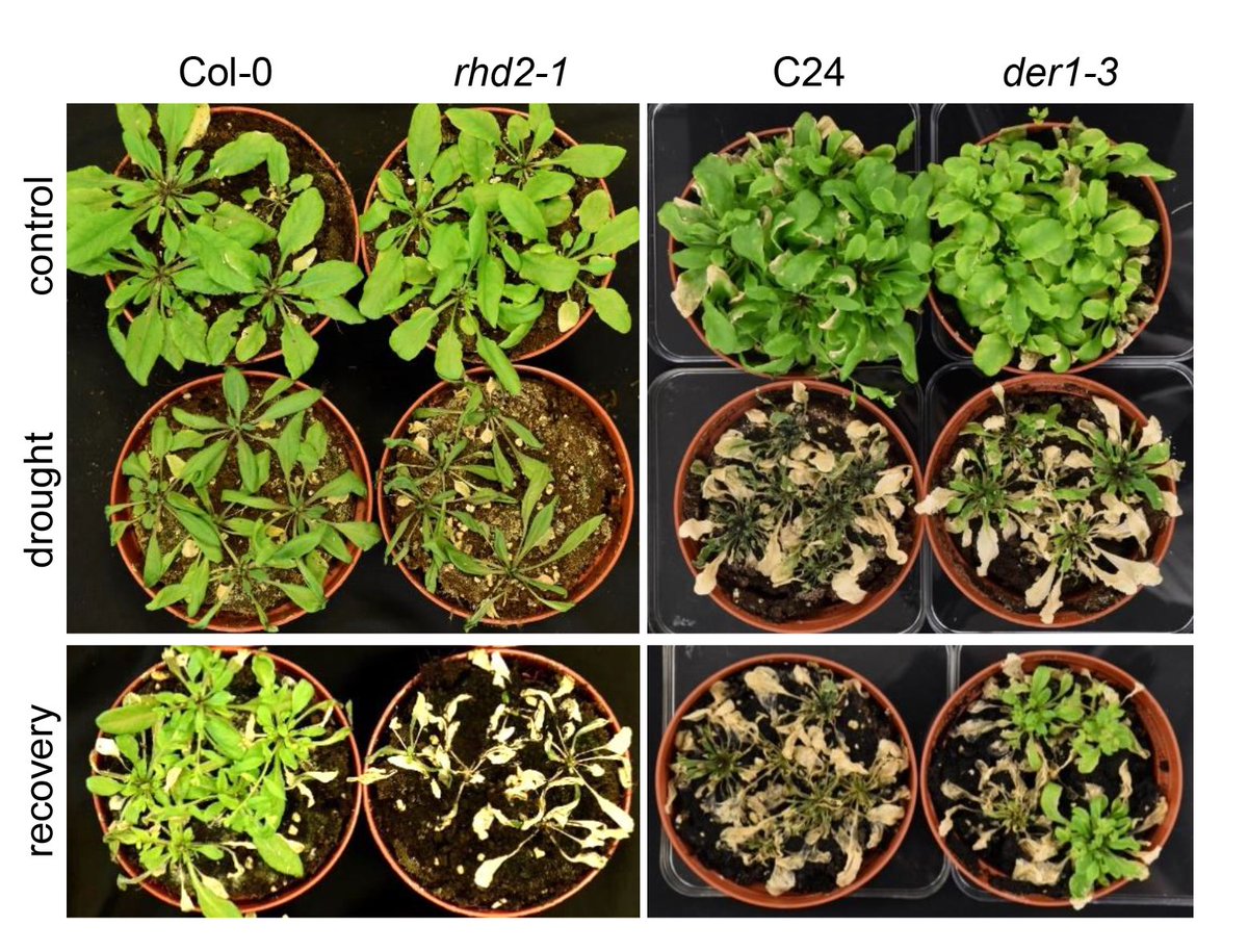 Samaj Lab (@samaj_lab) on Twitter photo Our new paper 😃with Sebastian Bundschuh, <a href="/PavelTomancak/">Pavel Tomancak</a> and Tibor Pechan shows different response of two well-known root hair mutants to drought: Actin cytoskeleton and plasma membrane aquaporins are involved in diff... sciencedirect.com/science/articl… Our new paper 😃with Sebastian Bundschuh, <a href="/PavelTomancak/">Pavel Tomancak</a> and Tibor Pechan shows different response of two well-known root hair mutants to drought: Actin cytoskeleton and plasma membrane aquaporins are involved in diff... sciencedirect.com/science/articl…