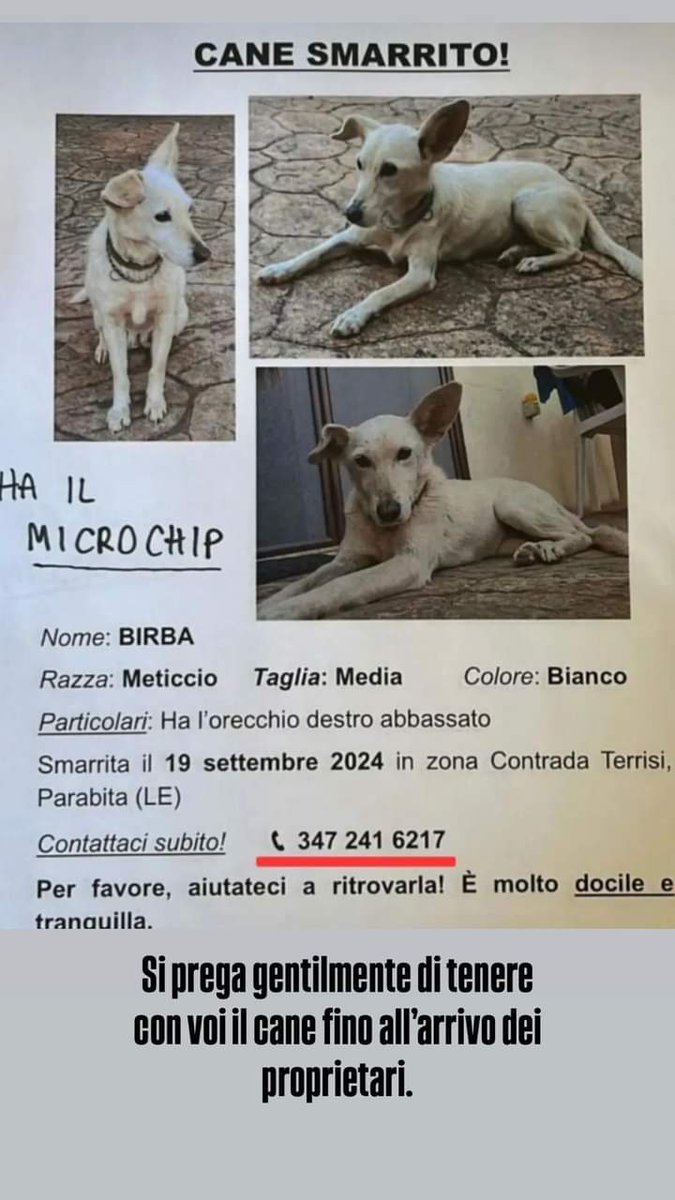 🆘🆘🆘🆘🆘🆘🆘🆘🆘⛔️⛔️⛔️⛔️⛔️⛔️⛔️⛔️⛔️☎️3472416217🐕ATTENZIONE  SMARRITA ‼️‼️‼️ BIRBA  IL 19  SETTEMBRE in zona CONTRADA TERRISI PARBITA LECCE CONDIVIDETE  #smarrito #smarrita #adotta #cane  #lecce