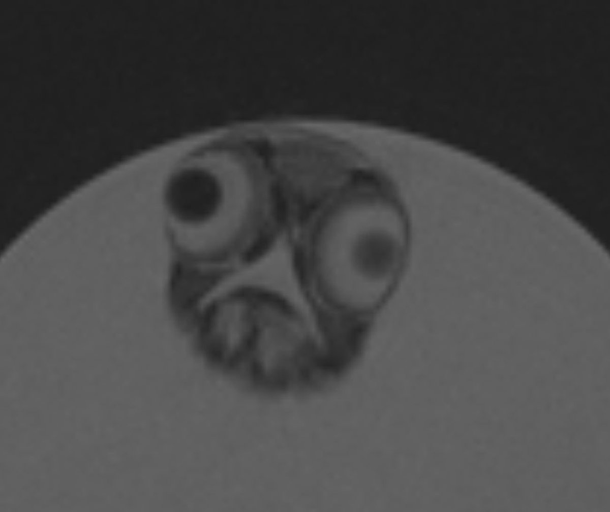 ZebrafishRock's tweet photo. It’s not spooky season until you’re reminded of what a zebrafish actually looks like under an MRI. 😱 Credit to @whitefishlab. https://t.co/3jXmDDJsNO