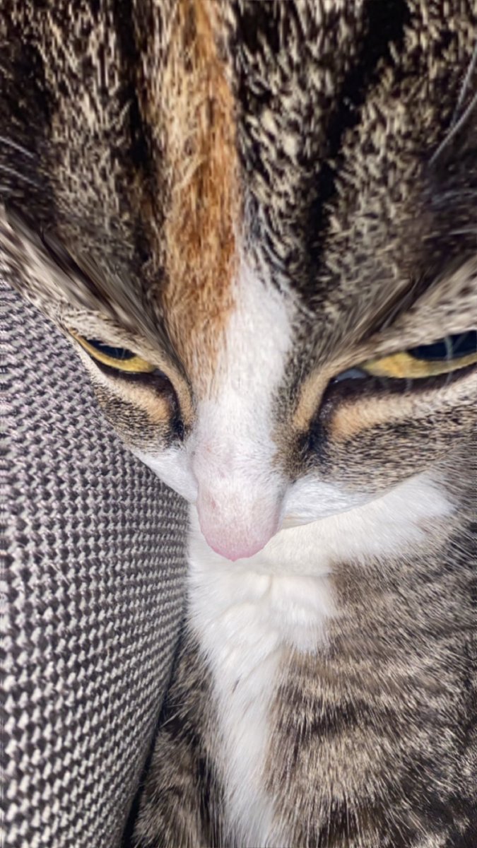 Helo giv me some age food