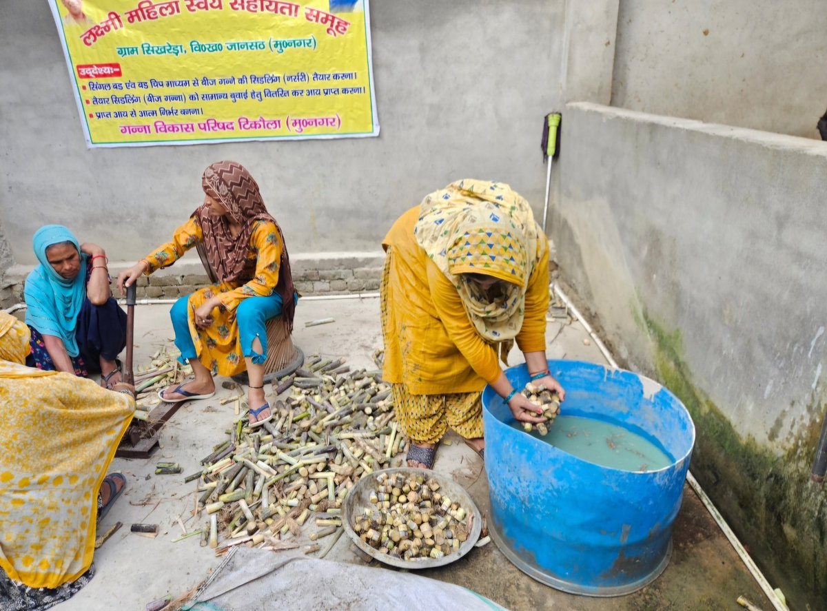 Kantravi2851's tweet image. लक्ष्मी महिला स्वयं सहायता समूह
ग्राम- सिखरेड़ा
गन्ना विकास परिषद, टिकौला
जिला- मुजफ्फरनगर
सिंगल बड विधि से गन्ने की सीडलिंग तैयार करते हुए @UPCane @InfoDeptUP @OPSINGHDycc @deptycc @dcomzn18 @SCDIMawana