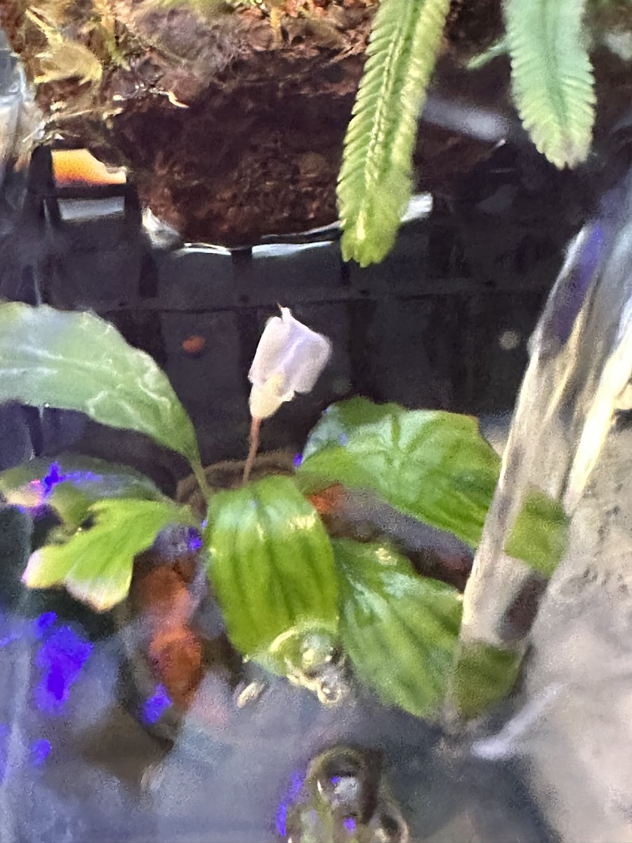 sk_plants's tweet photo. ブセ咲いた🌸 https://t.co/rvMLyP4ROu