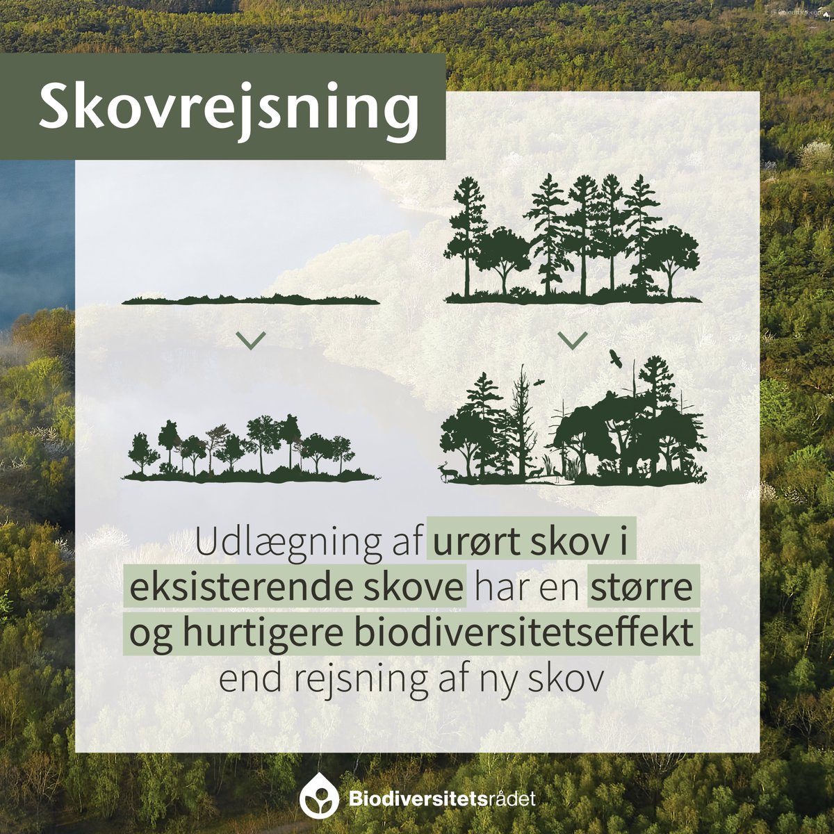 BioDivRaad's tweet image. #skovrejsning med biodiversitetsformål er et egnet #virkemiddel, der kan bidrage til at beskytte og genoprette biodiversiteten i Danmark. Skovrejsning med tømmerproduktion som formål har derimod en begrænset effekt for biodiversiteten Læs mere➡️biodiversitetsraadet.dk/virkemiddelkat… #dkgreen
