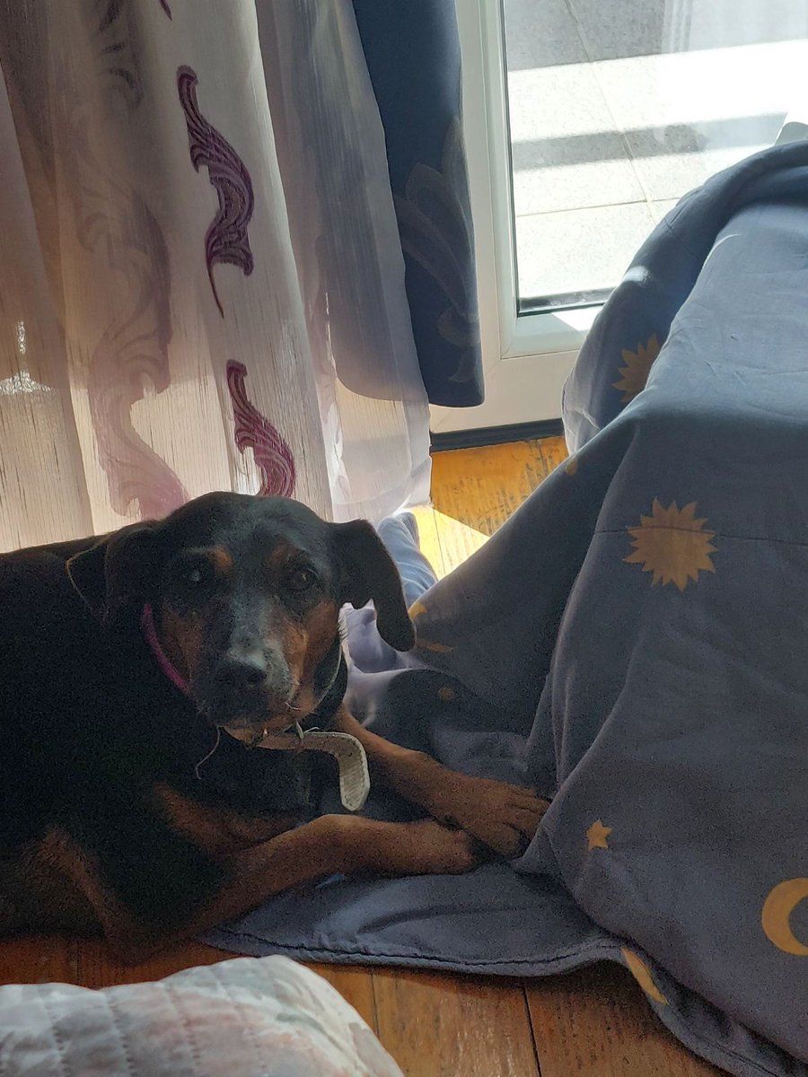 ❤🐾Srna ❤🐾Ne vidi ali znam koliko je zahvalna 🤗Zahvalna je za svaki minut zivota ☑️Rezultati nisu dobri izgleda da nam minuti lagano isticu 😢Ona ne odustaje a ja,trudim se da joj svaki minut bude srecan 🍀Srno moja idemo dalje ma koliko trajalo❤🐾