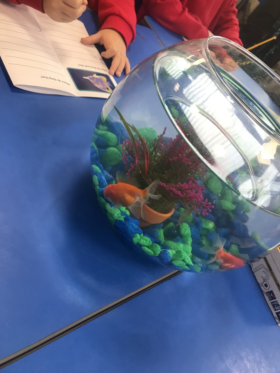Malpas_Park's tweet photo. Diolch Blwyddyn 2 for letting us borrow your fish- we loved looking after them and making a leaflet full of fishy facts. #MPPSY1 #MPPSY2 @EAS_LLCEnglish https://t.co/oFWFscOteG