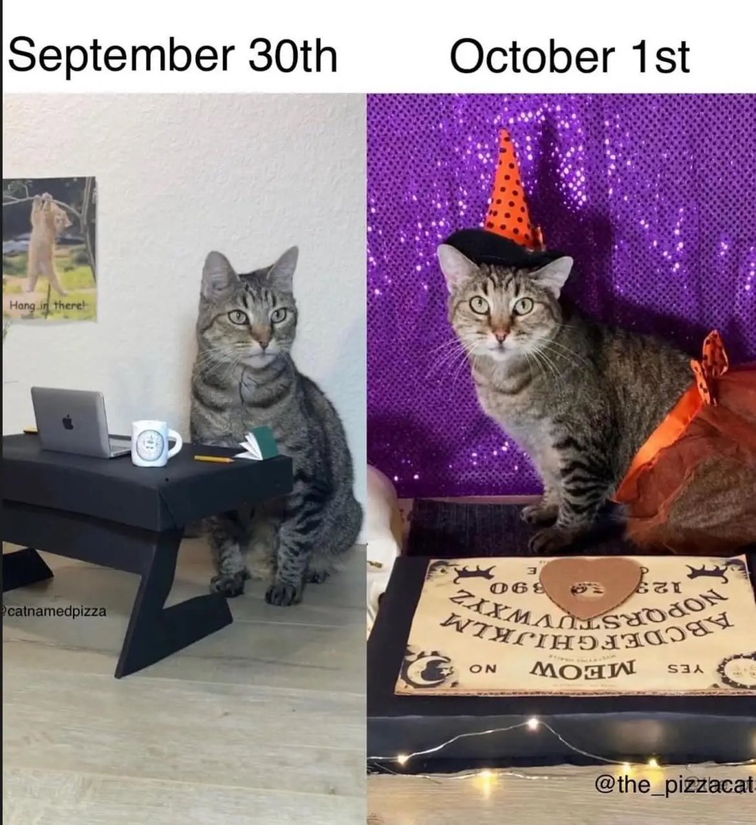 CatWorkers's tweet image. 