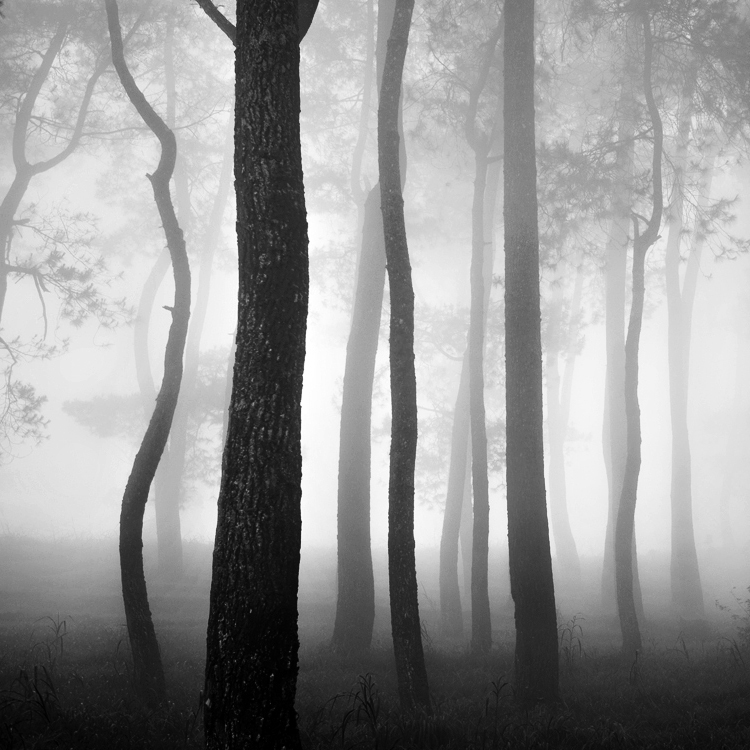 artlimitednet's tweet image. Rain Forest by @hengki24
#rain #layers #gradation #ethereal #composition #nature #snapshot #photography #caldera #crater #melancholy #naturalism #greyscale #forest #tree #smoke #blackandwhitephoto #blackandwhite #trees #bnwphotos #digital #fineart #surreal #bright #blackwhite…