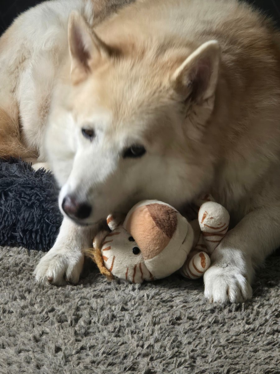 Today is my 10th birthday!!! Im spending most of my time sleeping these days but I'm still a happy boy, enjoying my slow walks and loving Mr Tabius. ❤️🐾