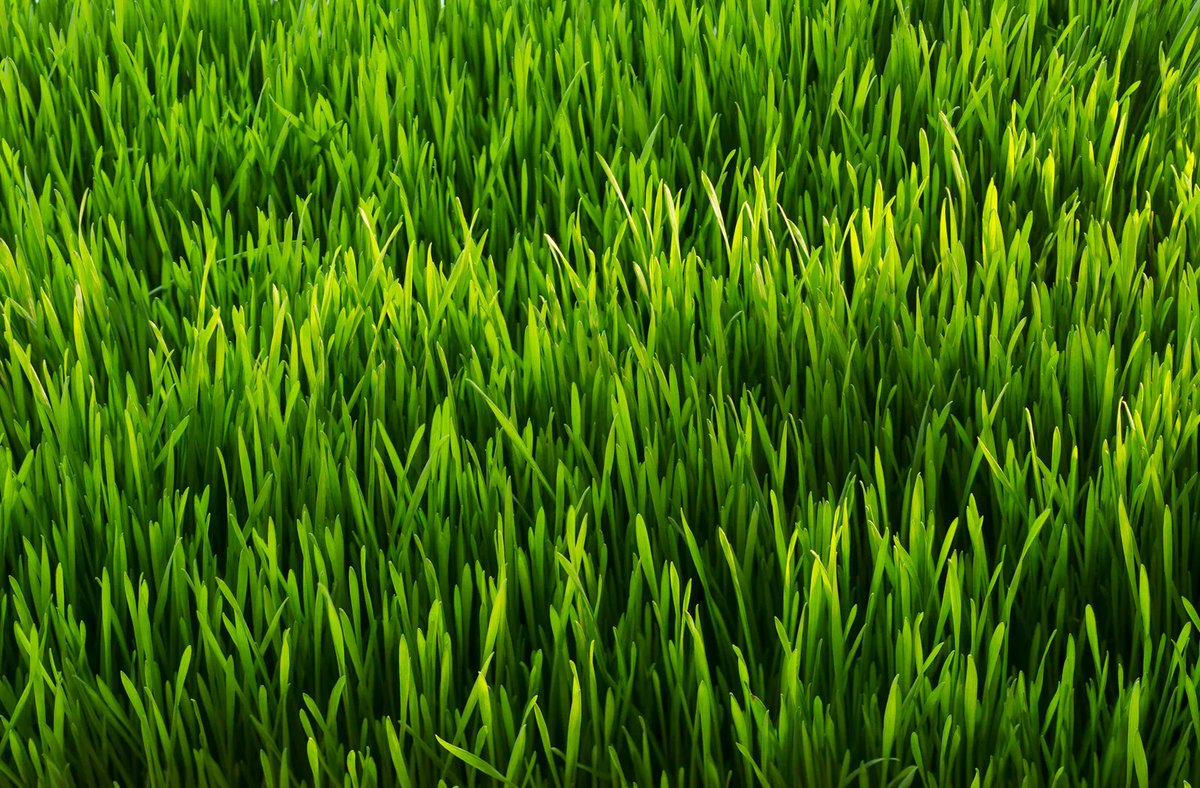 Here's your daily dose of grass touching