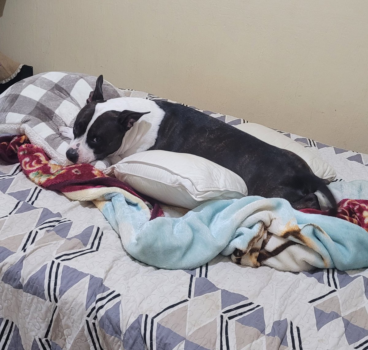 She loves being comfy, as soon as she sees pillows that's where she wants to be.