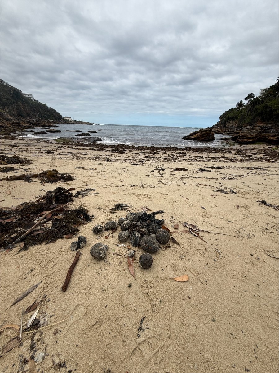 Randwick Council tweet media