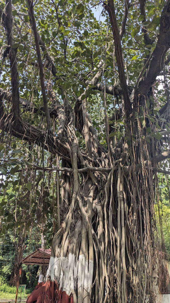 ColorartIdeas's tweet image. Guardian ..

#trees
#photoghraphy 
#theme_pic_india_trees