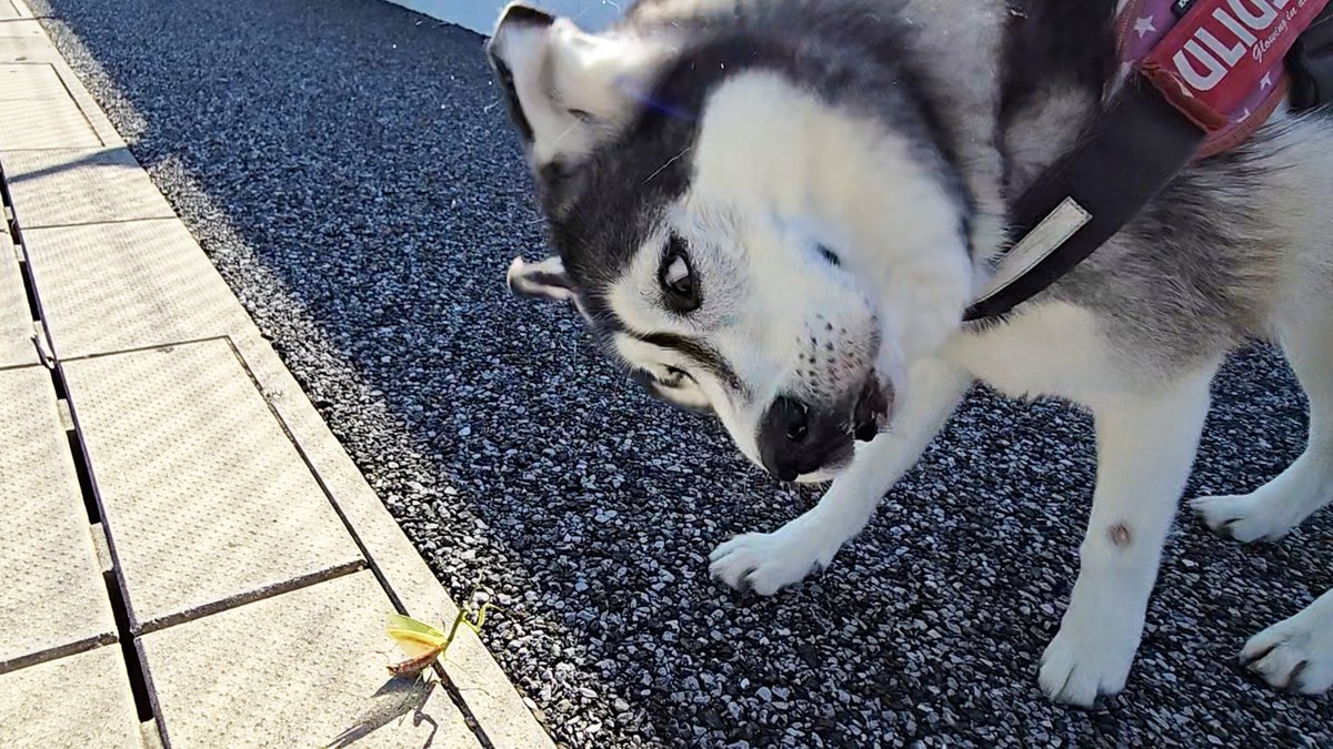 威嚇するカマキリさん相手に睨み合いしてたｗ
すごい睨み合いｗ
    #スコティッシュフォールド #シベリアンハスキー