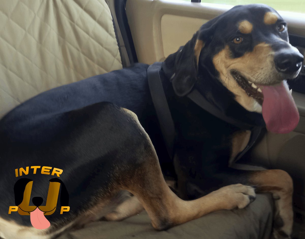 InterPup's tweet photo. This is my face when I realize we're going to the dog park. | James Bean

#InterPup #JamesBean #Puppy #Pup #Dog #PuppyPictures #Beagle #Coonhound #BlackandTan #BlackandTanCoonhound #doggy #pet #mydog #doglover #pupper #bark #spoiled #dogstagram #dogsofinstagram https://t.co/PHTiARMl4C
