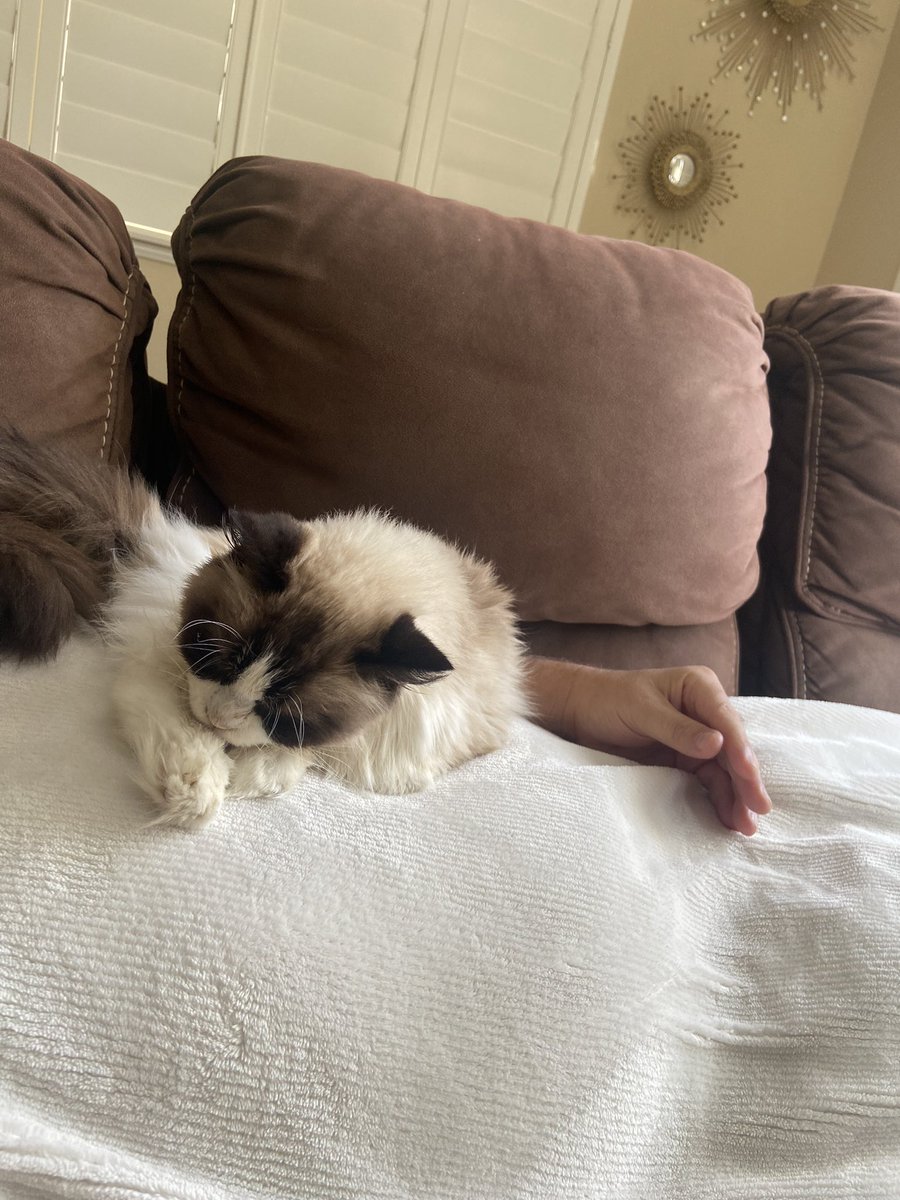 Saying goodbye to a family friend/cat is heartbreaking. Thank you to all who assisted us with Chashu’s journey today. She blessed us for over 5 years!!