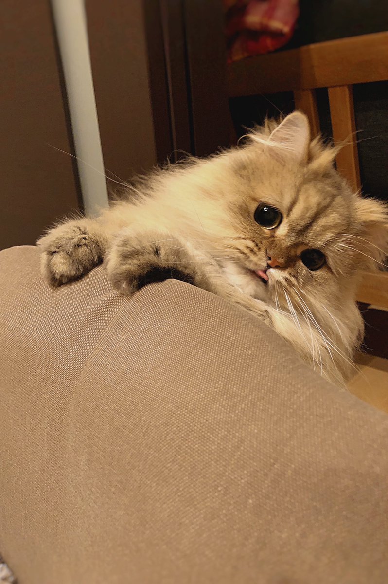 UphQepCv8J's tweet photo. べ〜 って しちゃうパピ🐱 https://t.co/75j4HT5Kw8