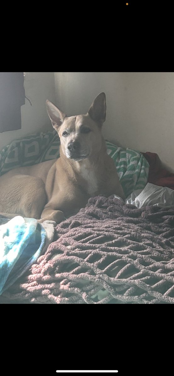 ChaseDisPaper1's tweet image. Breaks my heart to make this post…when they told me that you had two cancerous masses growing in your stomach my world started spinning….not my lil girl 😔 I’m gonna miss you bad Nip Nip 💔 but now you run free 😊 RIP Nipsey 🙏🏽#AllDogsGoToHeaven