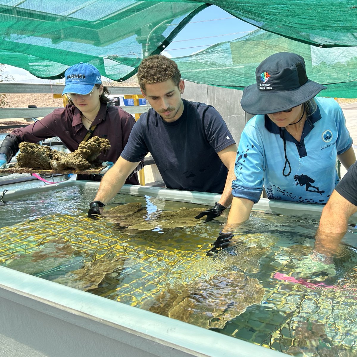 The corals have arrived at SeaSim!

Our expert divers carefully selected corals showing they’re ready to spawn. They’re now at our facility, ready to spawn under controlled conditions, and will be safely returned to the reef afterward.

The countdown to #Spawnathon2024 is on!