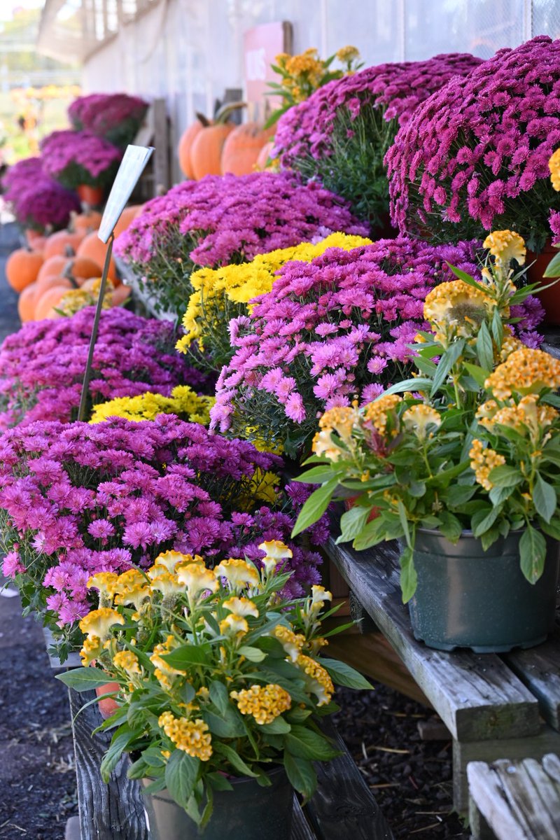 Our Mums are looking spectacular! Did you decorate for Fall yet?