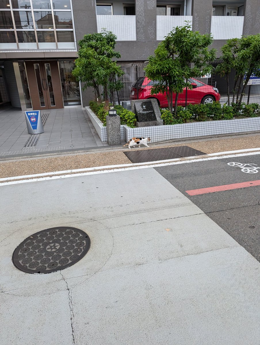 Literally me the other day when I saw a kitty in Japan!