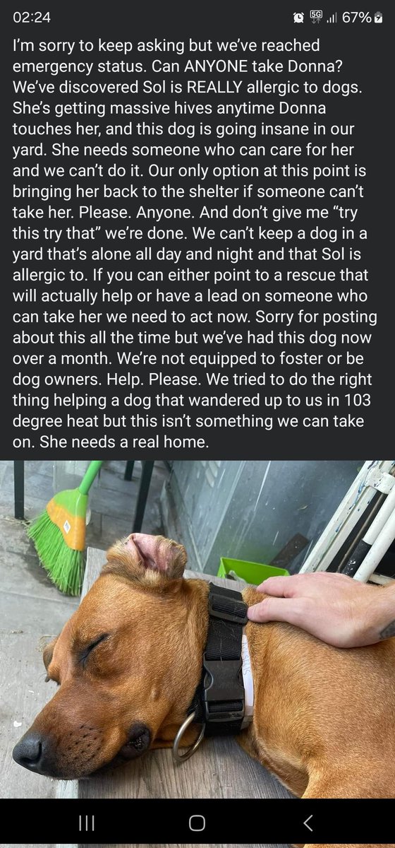 If any of y'all are in the LA area and have the means to help Donna the doggo find a forever home, please spread this! My friend Kyle has her for now but he can't keep her and she genuinely seems like such a sweet dog. ❤️

I'll connect you to Kyle if you can help.