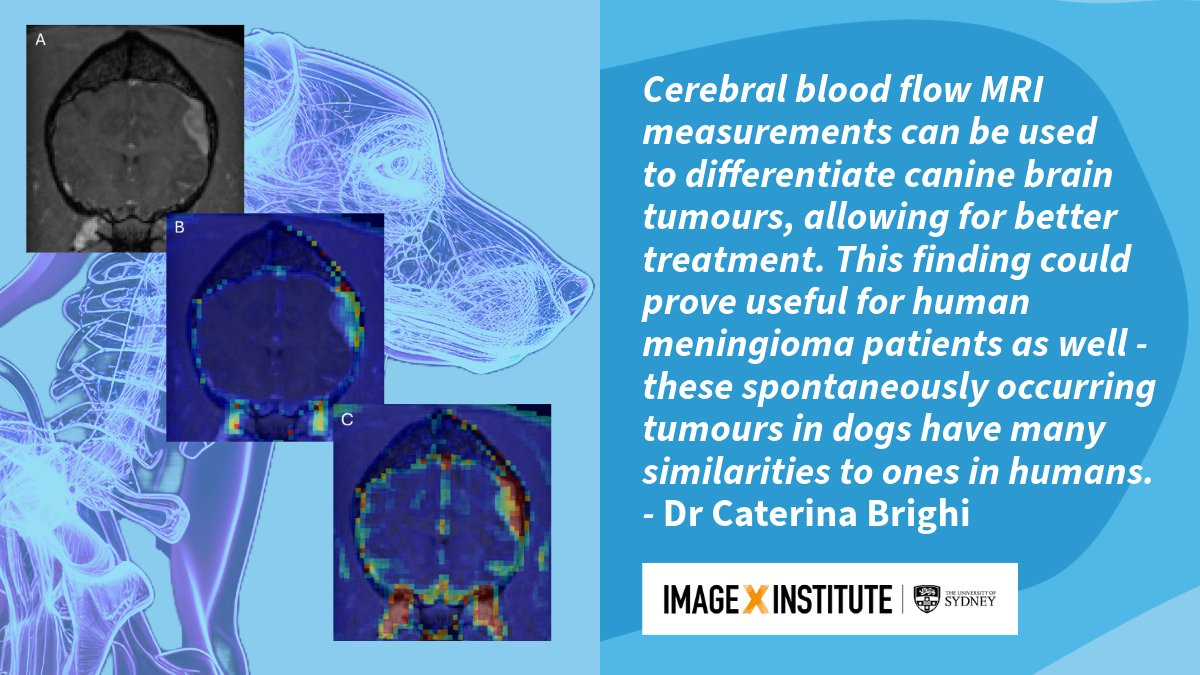 Image X Institute (@imagexinstitute) on Twitter photo Cat put out a paper about dogs, and we've been chasing our tail trying to compose a good tweet. We won't hound you about it, but click through if you're feline like learning about advances in the identification and treatment of #meningioma. <a href="/CaterinaBrighi/">Caterina Brighi</a> doi.org/10.3389/fvets.… Cat put out a paper about dogs, and we've been chasing our tail trying to compose a good tweet. We won't hound you about it, but click through if you're feline like learning about advances in the identification and treatment of #meningioma. <a href="/CaterinaBrighi/">Caterina Brighi</a> doi.org/10.3389/fvets.…