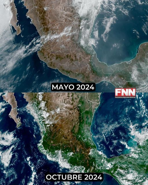 HechosdeAtlixco's tweet image. 🛰️ 6 meses de diferencia.

Después de una temporada intensa de huracanes, México se ve más verde, menos sequía, más flora y fauna. 🇲🇽
Fuente: Fenómenos Naturales Noticias.
.
.
.
#HechosdeAtlixco #MedioAmbiente #planetaverde #Entérate