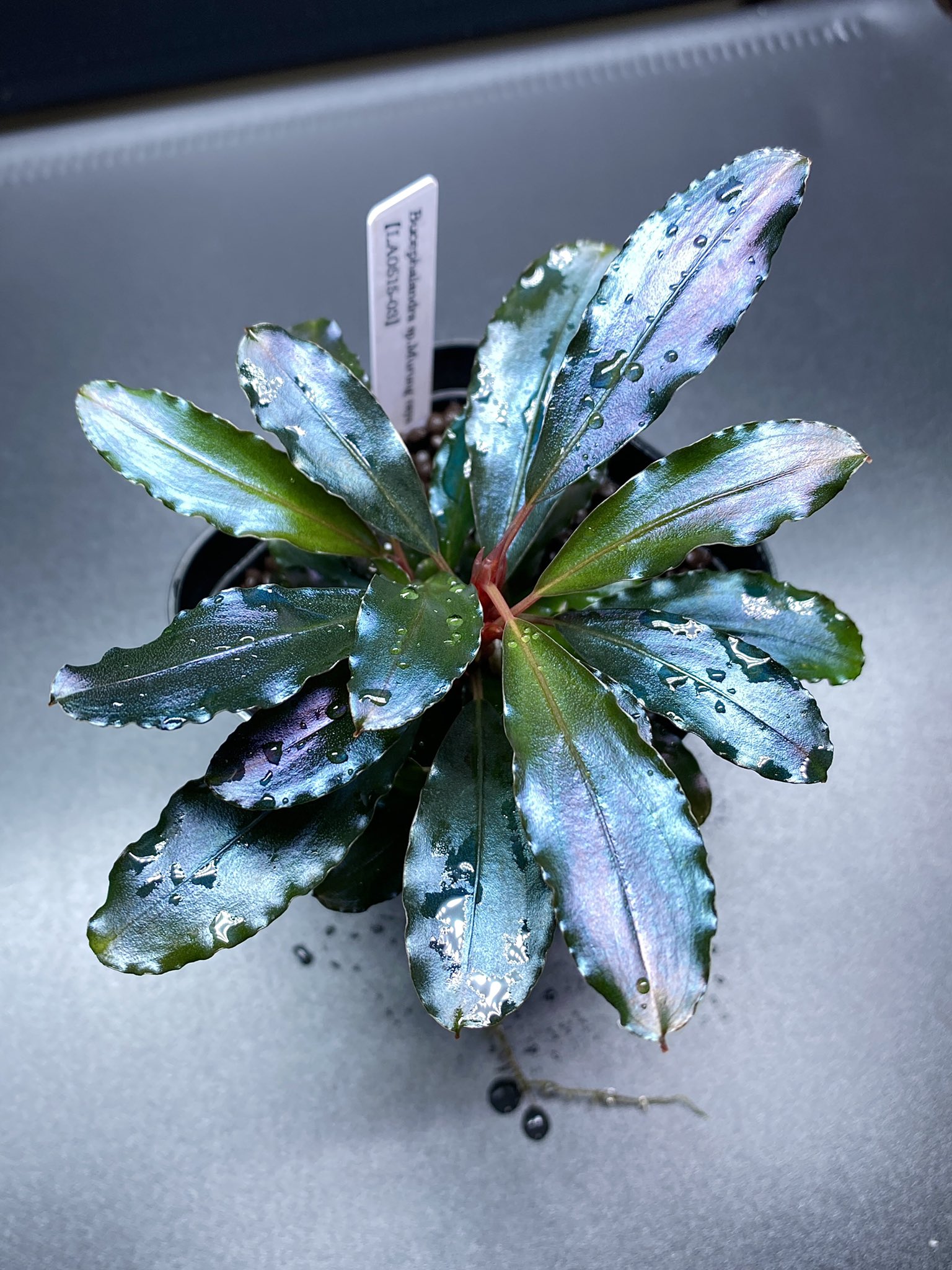 Bucephalandra sp Murung raya【LA0515-03】 LA便】ブセファランドラ sp. Murung raya