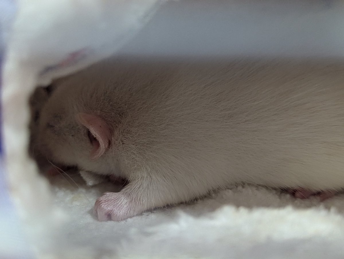 New babies just dropped