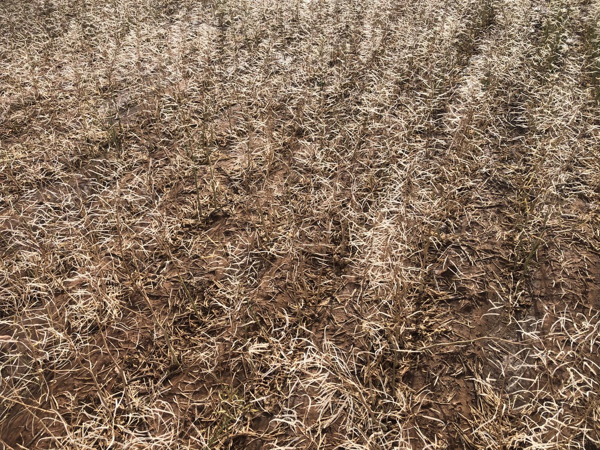 Barry George Mudge tweet media