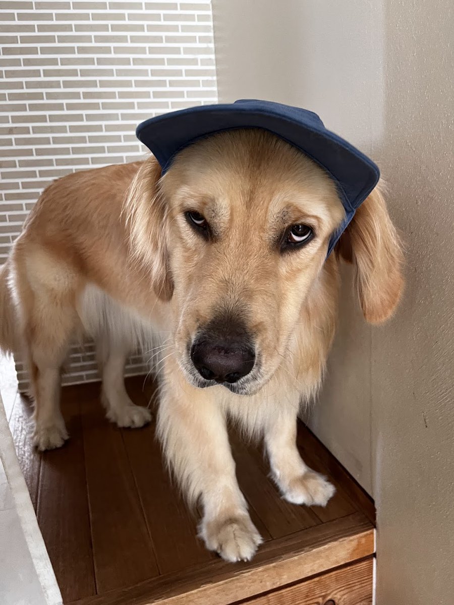 あと、サンバイザーかぶったら日本一