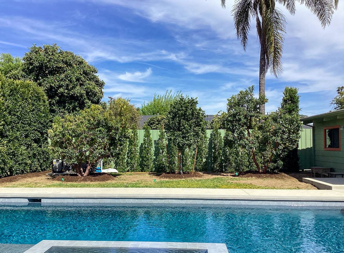 MoonValleyTrees's tweet image. Backyard upgrade! Covered up the exposed utilities with some well-placed trees to replace the previous ones that just weren&apos;t cutting it. A practical way to keep things functional while improving the view.

#BeforeAndAfter #SmartLandscaping #MoonValleyNurseries