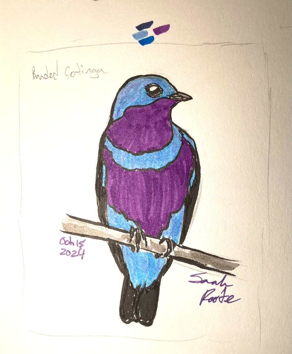 SunCatRune's tweet photo. InkTober #15 - Banded Cotinga

This Brazilian bird is critically endangered, with less than 1000 individuals remaining. The population has suffered steep declines due to deforestation and habitat fragmentation along the Atlantic coast.

#inktober2024 #inktober https://t.co/hW8LeA2cRO