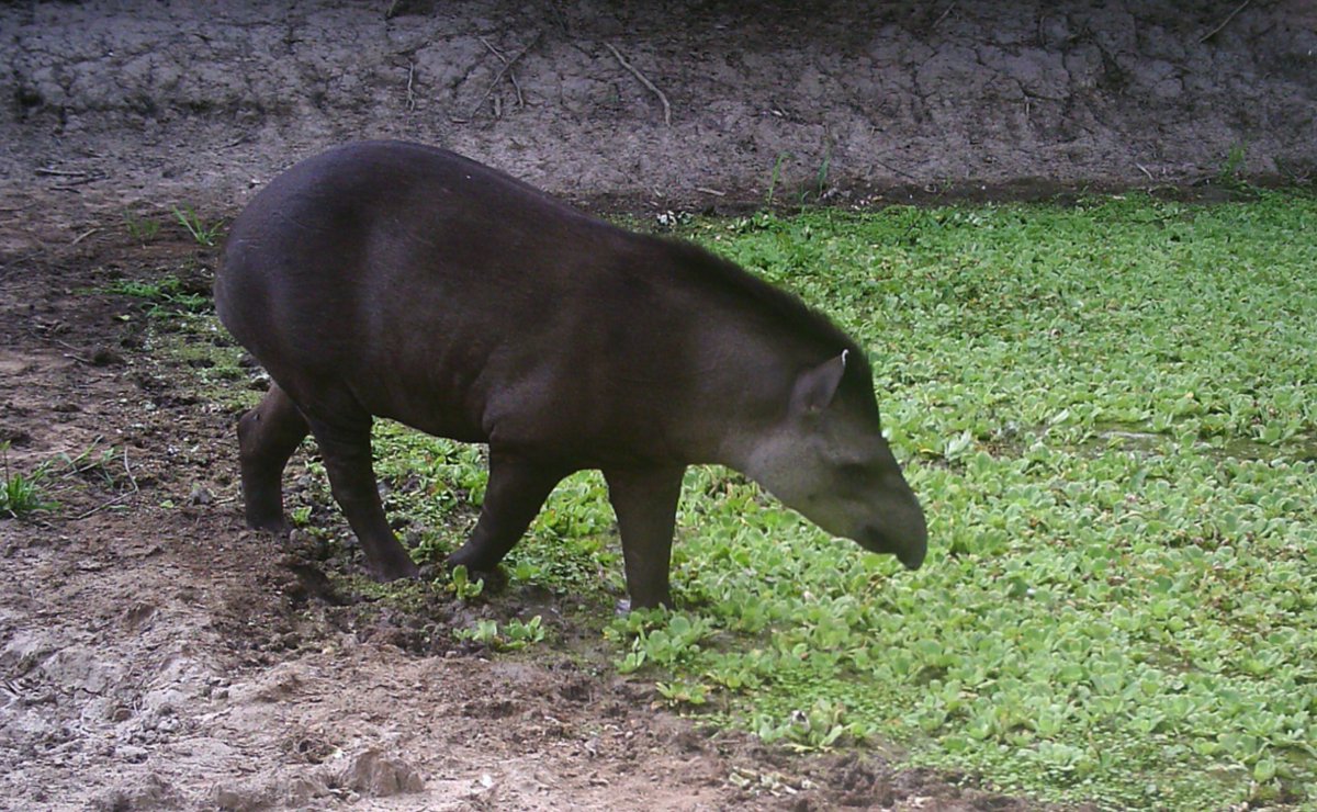 Bruno Brack tweet media