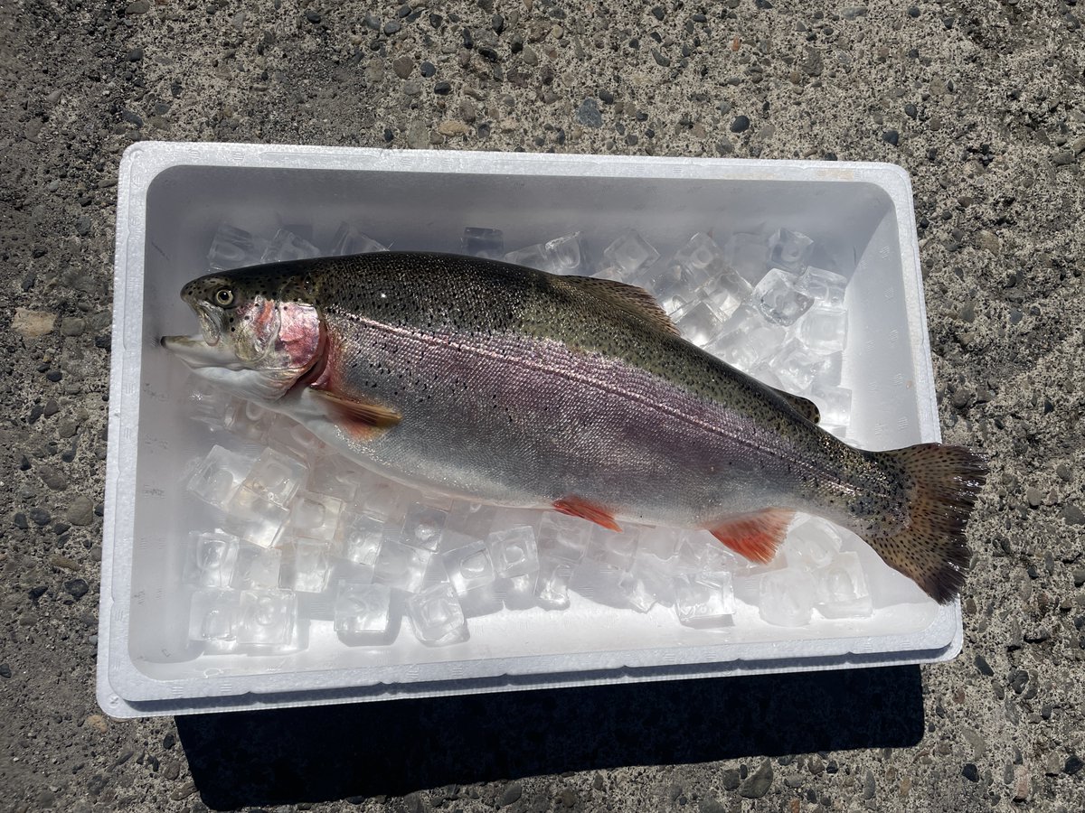 Oji_Salmon's tweet photo. 北海道大雪サーモンの水揚げを記念してサーモン(2-2.5kg)そのままプレゼントします。RPで何名か！生の新鮮なお刺身が食べられます。さばける人をご用意ください。 https://t.co/y4tAtiZhJr