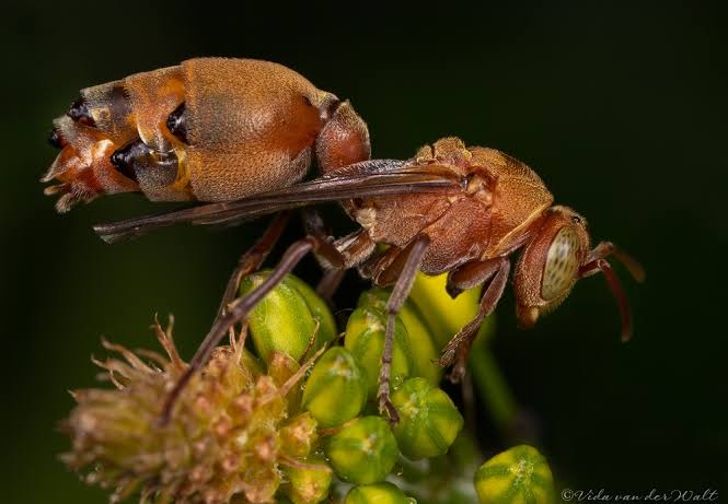 AgroXplorer's tweet photo. Strepsipteran parasitization is a fascinating process, especially in terms of their unique lifestyle and reproductive strategy. The first-stage larvae, called "triungulins," are highly mobile and actively seek out hosts. They often wait on flowers to hitch a ride from pollinators like bees or wasps. Once they find a host, the larvae penetrate the wasp’s abdomen, likely taking advantage of the flexibility at the articulation points between the tergites (the dorsal plates of the abdomen). Inside the host, they draw nutrients from its blood (hemolymph). The larvae then molt and transform into soft-bodied, worm-like forms, losing the segmentation and appendages of their earlier stage. They become pale or translucent, blending into the host’s internal environment while continuing to feed on its hemolymph.

In most species, the female remains entirely inside the host, with only the hardened, sclerotized tip of her abdomen protruding. This allows for mating and, in some cases, the release of offspring, such as larvae or eggs, while the rest of her body remains safely within the host.