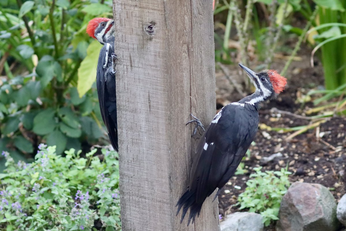 #twosday. Here’s my two ….male and female Pileated woodpecker.  They are playing peekaboo around the pole.