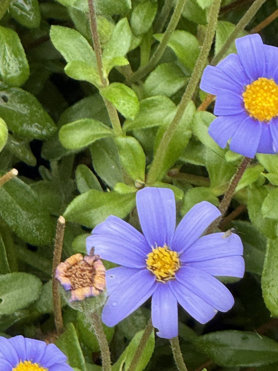 r_jon4's tweet image. #flowers #nature #puzzle 🌏🧩❤️🌻