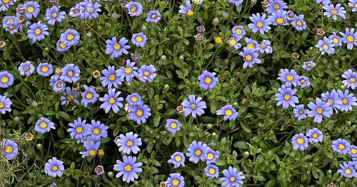 r_jon4's tweet image. #flowers #nature #puzzle 🌏🧩❤️🌻