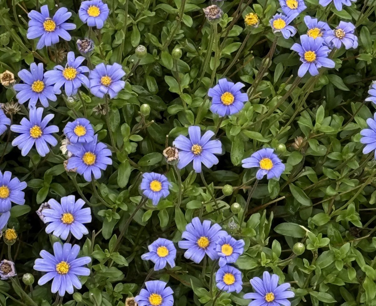 r_jon4's tweet image. #flowers #nature #puzzle 🌏🧩❤️🌻