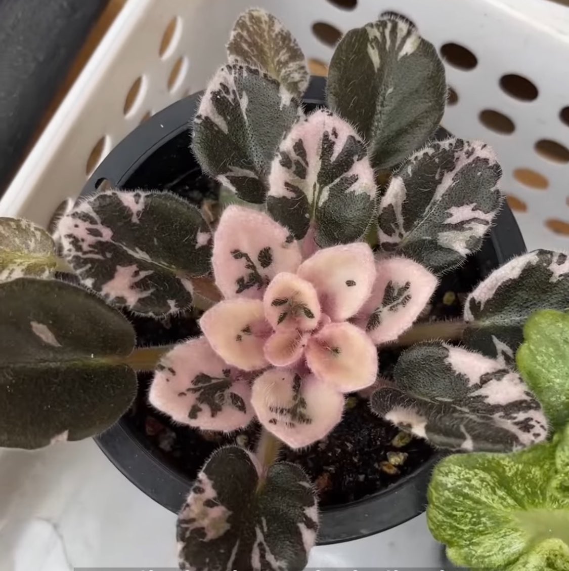 이거 미니바이올렛 잼버리 맞을까요?? 이름 까묵