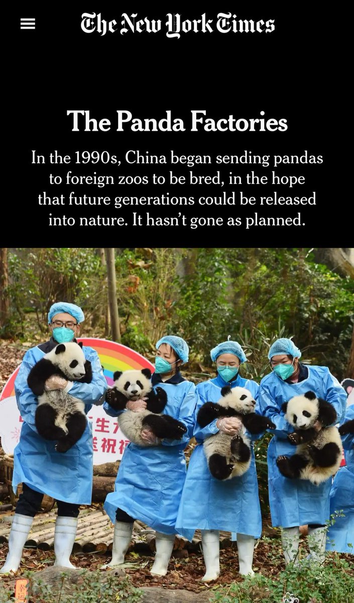 Byron_Wan's tweet photo. China’s panda program was created with the stated goal of saving a beloved endangered species. Zoos would pay up to $1.1 million a year per pair, which would help China preserve the pandas’ habitat. By following carefully crafted breeding recommendations, zoos would help improve the genetic diversity of the species. And someday, China would release pandas into the wild.

But from the beginning, zoos saw panda cubs as a pathway to visitors, prestige and merchandise sales.

Today, China has removed more pandas from the wild than it has freed. No cubs born in American or European zoos, or their offspring, have ever been released. The number of wild pandas remains a mystery because the Chinese government’s count is widely seen as flawed and politicized.

Along the way, individual pandas have been hurt.
Because pandas are notoriously fickle about mating in captivity, scientists have turned to artificial breeding. That has killed at least one panda, burned the rectum of another and caused vomiting and injuries in others. Some animals were partly awake for painful procedures. Pandas in China have flickered in and out of consciousness as they were anesthetized and inseminated as many as six times in five days, far more often than experts recommend.

Breeding in American zoos has done little to improve genetic diversity, experts say, because China typically sends abroad animals whose genes are already well represented in the population.

Yet American zoos clamor for pandas, and China eagerly provides them. Zoos get attention and attendance. Chinese breeders get cash bonuses for every cub, records show. At the turn of the century, 126 pandas lived in captivity. Today there are more than 700.

https://t.co/J1vydq2CNk